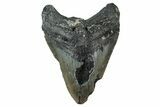 Bargain, Fossil Megalodon Tooth - North Carolina #347038-1